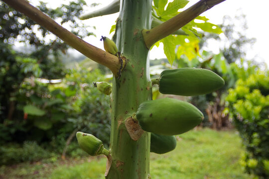 Photo of papaya plant with growing fruits. Concept of trees and plants, fruits, nature.