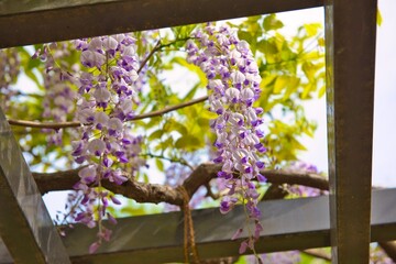 藤棚に咲く藤の花