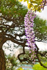 藤棚に咲く藤の花