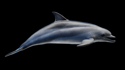 3d illustration of a dolphin