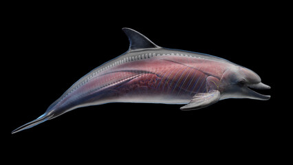 3D rendered illustration of a dolphin's muscular system