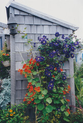 Fototapeta na wymiar Flowers in the garden at Cannon Beach A0006
