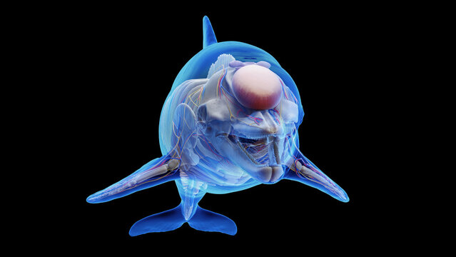 3D rendered illustration of a dolphin's internal organs
