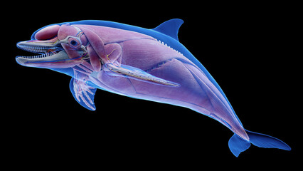 3D rendered illustration of a dolphin's muscular system © Sebastian Kaulitzki