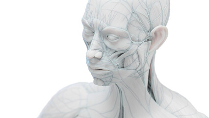 3d illustration of a female's head and torso