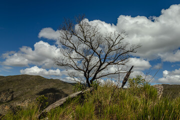 tree in Serra do Cipó in the city of Santana do Riacho, State of Minas Gerais, Brazil