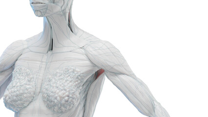 3d illustration of a woman's torso