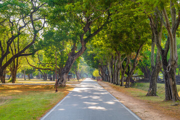 Fototapeta na wymiar Small asphalt road, walkway through the old trees in the ancient city, Sukhothai Historical Park, Thailand