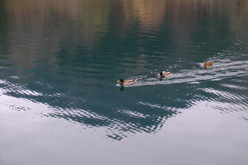 Three ducks floating in a row