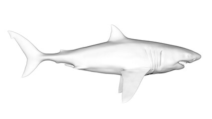 3d illustration of a great white shark