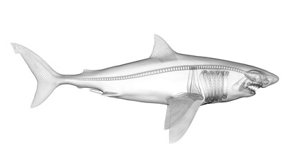 3d illustration of a great white shark's skeletal system
