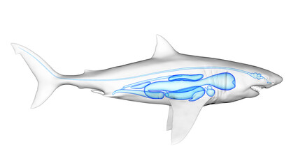 3d illustration of a great white shark's internal organs