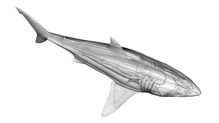 3d illustration of a great white shark's internal organs