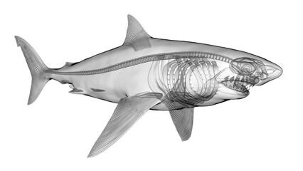 3d illustration of a great white shark's skeletal system