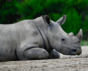 rhinocéros au repos 