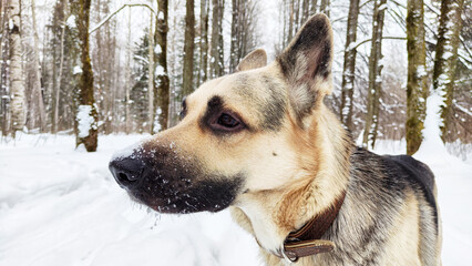 Dog German Shepherd in a winter day and white snow arround. Waiting eastern European dog veo in cold weather
