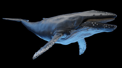 3d illustration of a humpback whale
