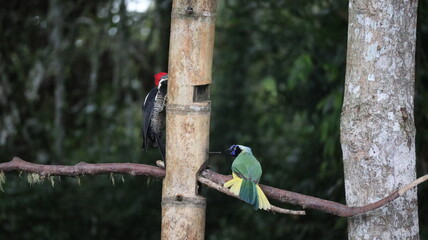 Lineated Woodpecker and Green Jay, Colombia