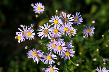 Purple Aster (Michaelmas daisy)
