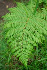 Photo fern leaves grow in the forest