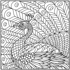 peacock coloring outline