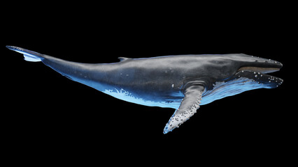 3d illustration of a humpback whale © Sebastian Kaulitzki
