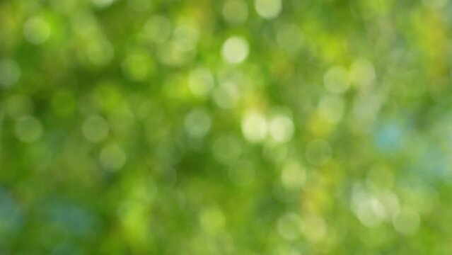 Beautiful 4k stock abstract natural bokeh video background. Defocused blurry sunny foliage of green trees isolated on clear sky background