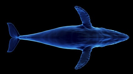 3d illustration of a humpback whale