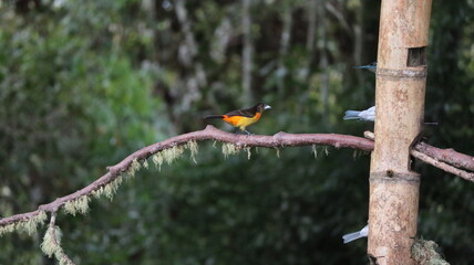 Bird of Colombia