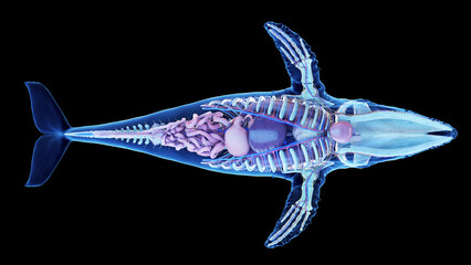 Fototapeta na wymiar 3d illustration of a humpback whale's internal organs