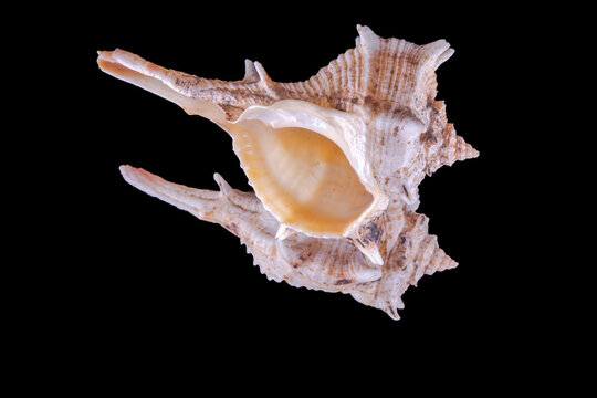Bolinus sea snail or rock snail or murex snail, marine gastropod mollusk shell in the family Muricidae. Isolated on Black background mirror reflection macrophotography high quality close up view. 
