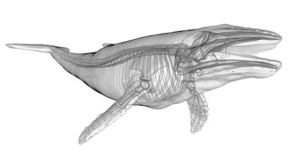 3d illustration of a humpback whale's skeletal system