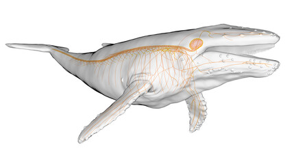3d illustration of a humpback whale's nervous system