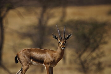 Beautiful Chinkara animal at mayureshwar wildlife sanctuary. Wall mounting of rare animal Chinkara found in Indian subcontinent. Wildlife photography of Chinkara for exhibition. Background.