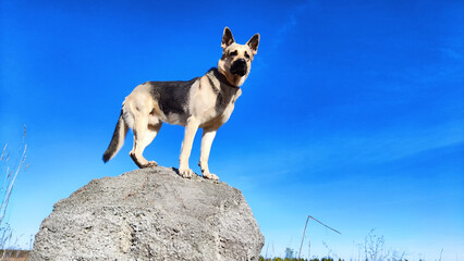 Big Dog German Shepherd on the big stoun in the field with dry grass in sunny autumn or spring day. Russian eastern European dog veo on nature