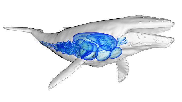 3d illustration of a humpback whale's internal organs