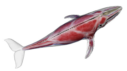 3d illustration of a humpback whale's muscular system