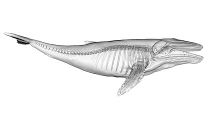 3d illustration of a humpback whale's skeletal system