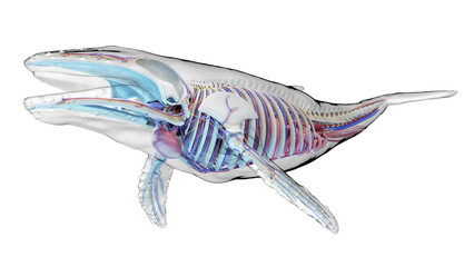 3d illustration of a humpback whale's internal organs