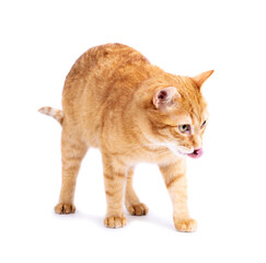 Adorable Young red Cat Yawning - 594023438