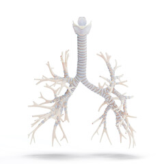 3d illustration of the human respiratory system
