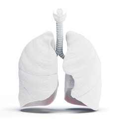 3d illustration of the human respiratory system