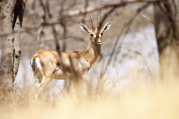 Beautiful Chinkara animal at mayureshwar wildlife sanctuary. Wall mounting of rare animal Chinkara found in Indian subcontinent. Wildlife photography of Chinkara for exhibition. Background.