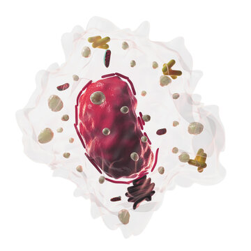 3d illustration of a macrophage