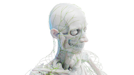 3d illustration of a man's lymphatic system.