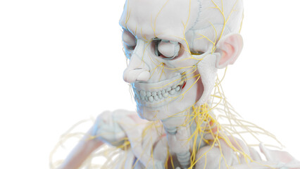 3d illustration of man's nerves