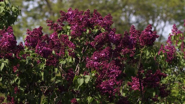 Lilac blossom in spring. Lilac flowers and green leaves sway in the wind. The rays of the evening sun illuminate the beautiful lilac trees.