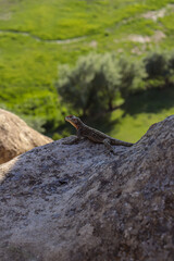 lizard on the rock