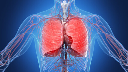 3d medical illustration of a man's inflamed lungs - 594025883