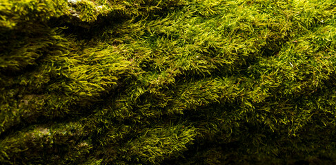 beautiful moss for banner background